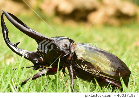 Caucasian Beetle Beetle Caucasian Beetle Beetle 40037192