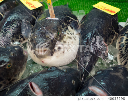 Fish Fish 40037298