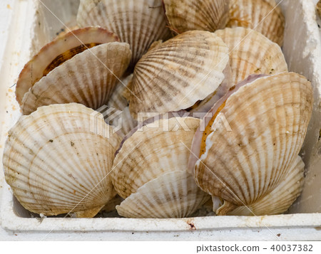 seafood seafood 40037382