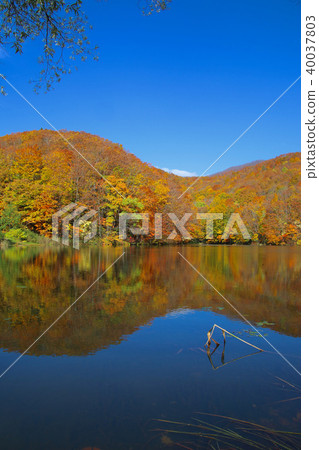 Kurazawanuma(後柵欄,Kitashiobara村) Kurazawanuma(後柵欄,Kitashiobara村) 40037803