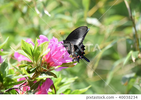 Miyama crow bean jelly Miyama crow bean jelly 40038234