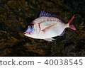 30cm Chidai 40038545