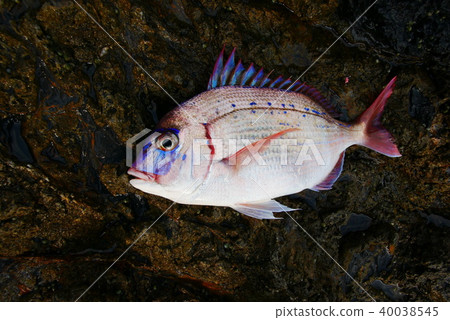 30厘米Chidai 40038545