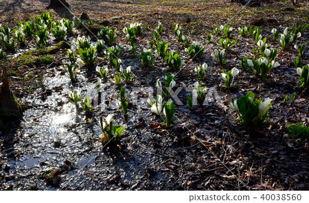 開花在森林裡的水ta花 40038560