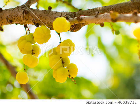 Little star gooseberries on the brown stick Little star gooseberries on the brown stick 40038715