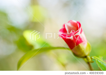 小花雙花瑪瑙 小花雙花瑪瑙 40039300