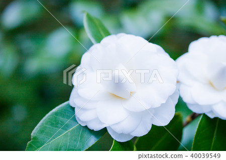 Camellia Shirazumi (Shirakakukura) 40039549