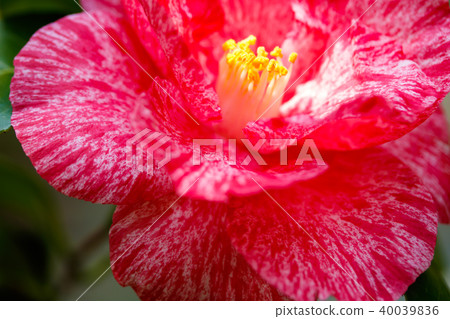 Camellia and grass paper washing Camellia and grass paper washing 40039836