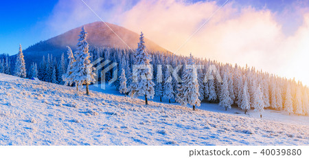 winter landscape trees in frost  40039880