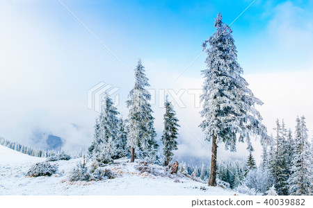 magical winter snow covered tree  40039882
