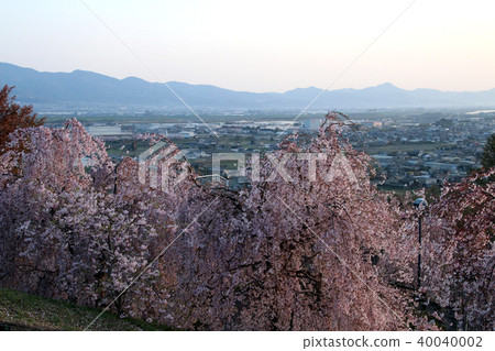 山中的櫻花 40040002