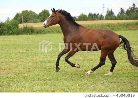 Beautiful Brown Horse Running In Freedom Stock Photo 40040019 Pixta Use it in your personal projects or share it as a cool sticker on tumblr, whatsapp, facebook messenger antique carousel horse. https www pixtastock com photo 40040019