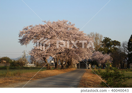 鳥居和櫻花盛開 40040043