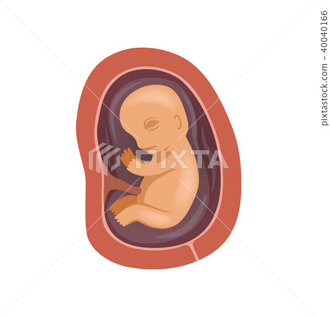 Human fetus inside the womb, 4 month, stage of embryo development vector Illustration on a white 40040166