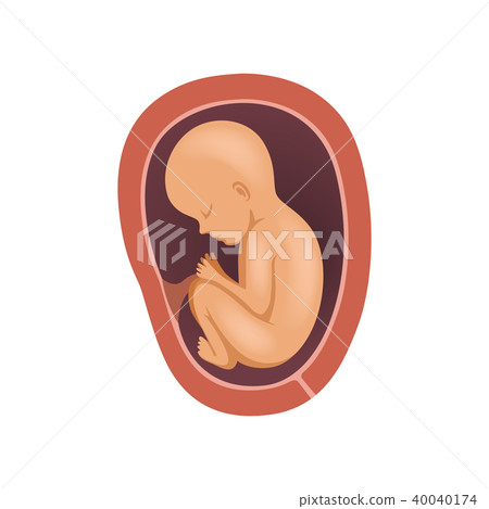 Human fetus inside the womb, 8 month, stage of embryo development vector Illustration on a white 40040174