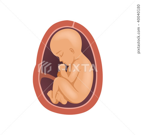 Human fetus inside the womb, 9 month, stage of embryo development vector Illustration on a white 40040180