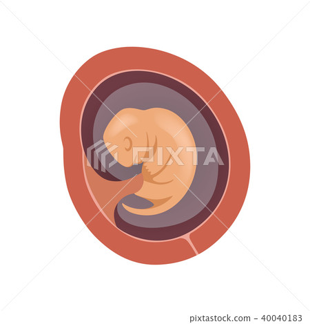 Human fetus inside the womb, 2 month, stage of embryo development vector Illustration on a white 40040183
