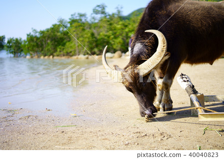 在西表島的水牛 照片素材 圖片 圖庫