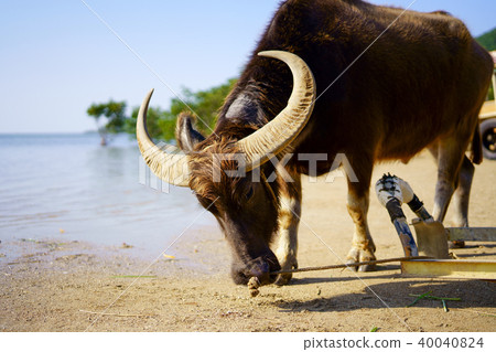 在西表島的水牛 照片素材 圖片 圖庫