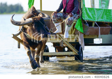 在西表島的水牛 照片素材 圖片 圖庫