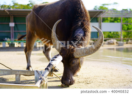 在西表島的水牛 照片素材 圖片 圖庫