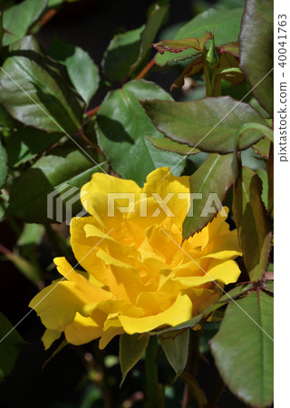 Rose (Henry Fonda) Rose (Henry Fonda) 40041763