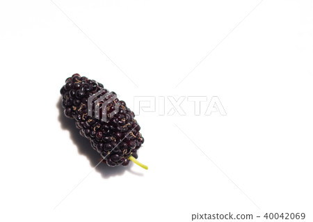 桑葚 桑葚 40042069