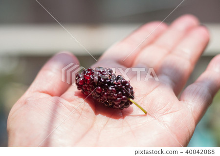 Mulberry Mulberry 40042088