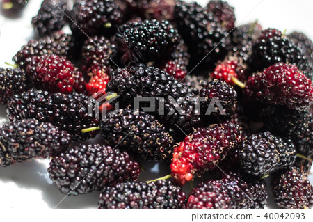 Mulberry Mulberry 40042093
