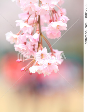 櫻花8分鐘。 櫻花8分鐘。 40042200