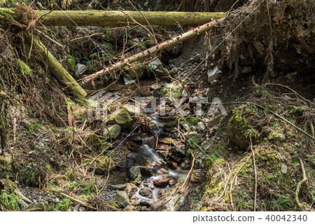 Coniferous forest 40042340