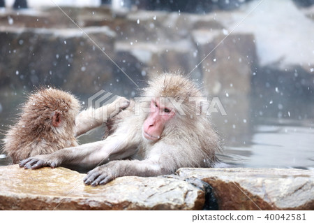 日本獼猴 40042581