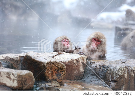 日本獼猴 40042582