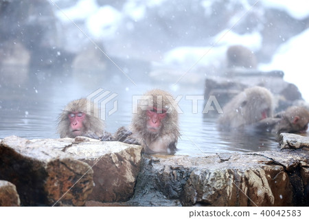 日本獼猴 40042583