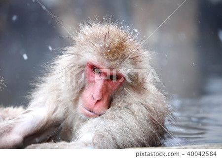 日本獼猴 40042584
