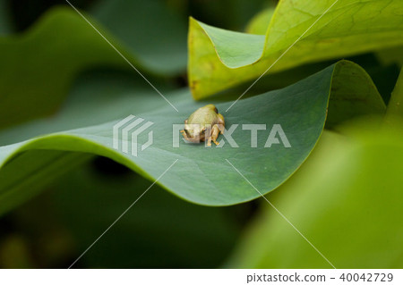 Moria gull frog 40042729