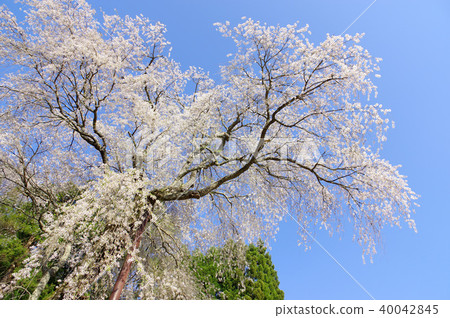 Weeping cherry blossoms of the Tokiwa Kannon Weeping cherry blossoms of the Tokiwa Kannon 40042845
