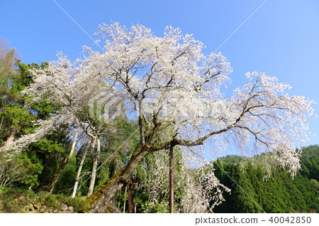 Weeping cherry blossoms of the Tokiwa Kannon 40042850