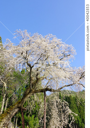 Weeping cherry blossoms of the Tokiwa Kannon Weeping cherry blossoms of the Tokiwa Kannon 40042853