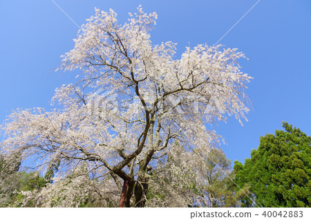 Weeping cherry blossoms of the Tokiwa Kannon Weeping cherry blossoms of the Tokiwa Kannon 40042883