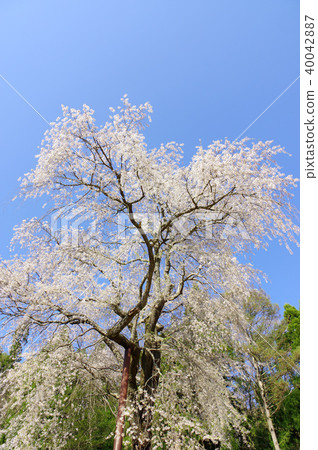 Weeping cherry blossoms of the Tokiwa Kannon Weeping cherry blossoms of the Tokiwa Kannon 40042887