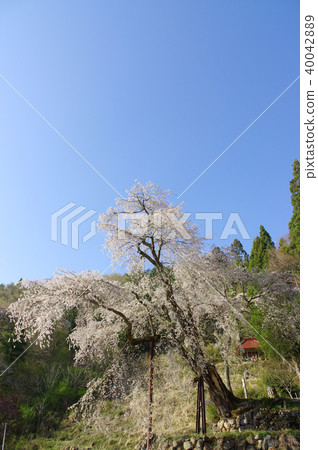 Weeping cherry blossoms of the Tokiwa Kannon 40042889
