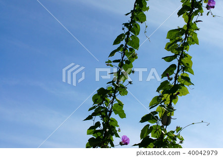 海洋藍色藍天生長 40042979