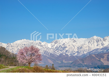 Nodaira的一棵櫻花樹 Nodaira的一棵櫻花樹 40043151