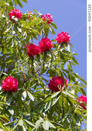 西方剪刀 40043188