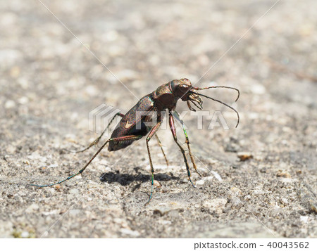 Hanumyo Niwa Hanumyo Niwa 40043562