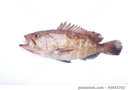 Mahata成分 40043702