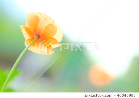 Sky and flowers 40043995