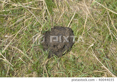 Manure of cattle. 40044035