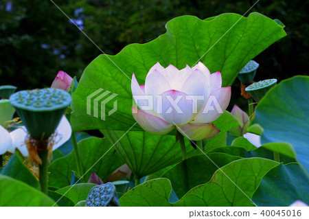 Lotus flower  40045016